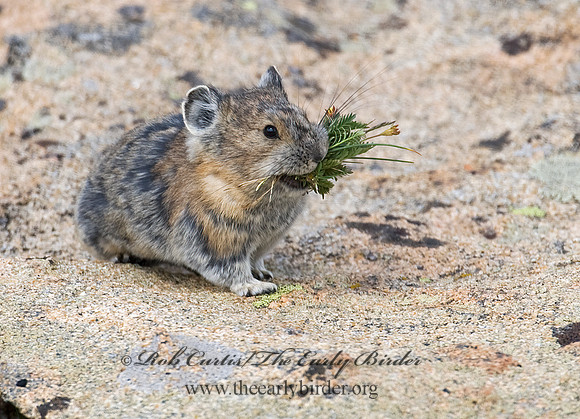 Ochotona princeps  AMERICAN PIKA 7010491z
