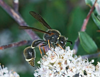 Eumenes consobrinus 7009716z