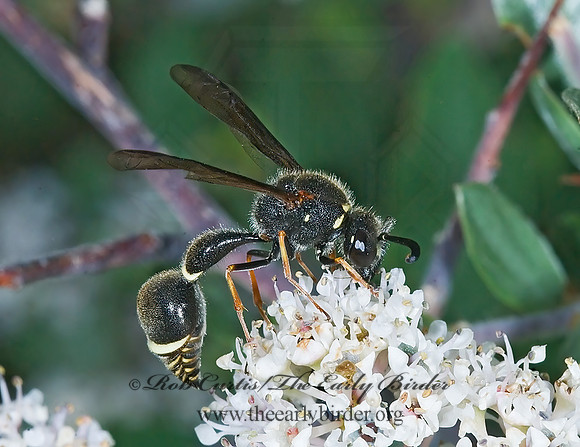 Eumenes consobrinus 7009716z