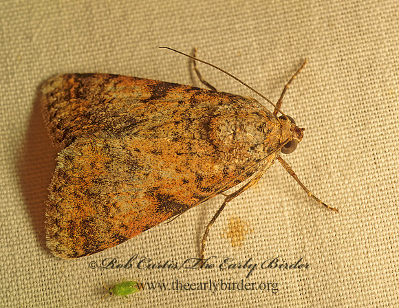 Forsebia cinis  FORSEBIA MOTH 93936 z