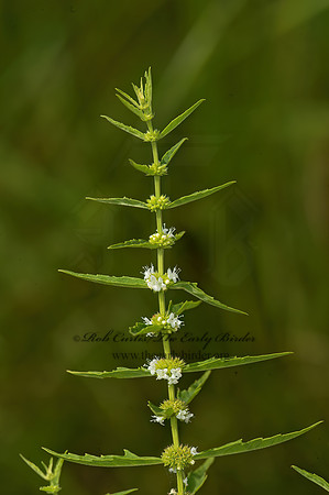 Lycopus sp  WATERHOREHOUND 9040523z