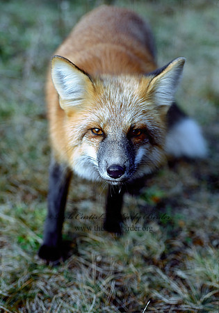Vulpes vulpes  RED FOX 62327z