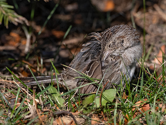 Peucaea cassinii  CASSIN'S SPARROW 3027632