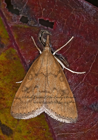 Udea rubigalis CELERY LEAFTIER MOTH 6016492z