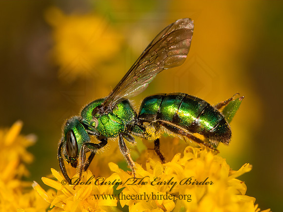Augochlora pura  PURE GREEN AUGOCHLORA 3015204z