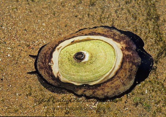 Megathura crenata GIANT KEYHOLE LIMPET 122835z