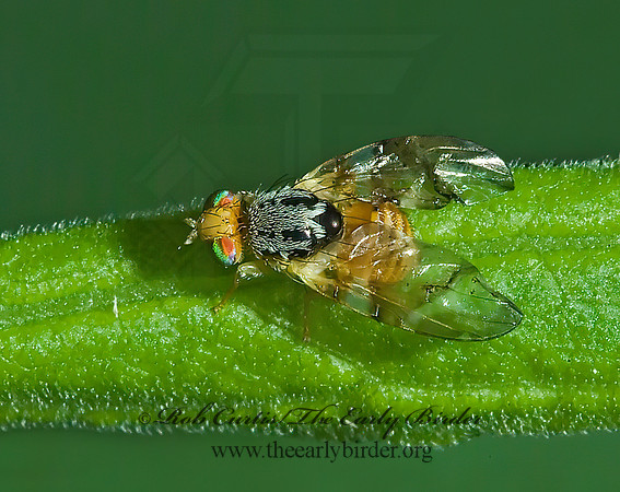 Procecidochares penelope  FRUIT FLY 4003208z