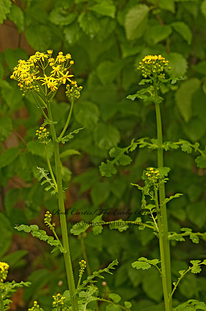 Packera glabella  BUTTERWEED 3001916z