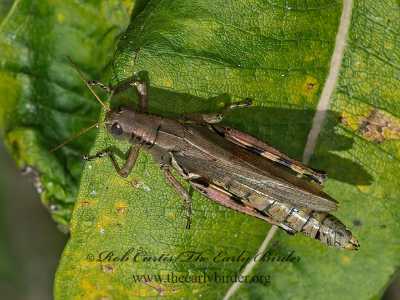 Melanoplus differentialis  DIFFERENTIAL GRASSHOPPER 9041503z