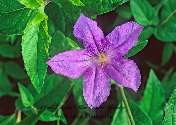 Ruellia nudiflora  VIOLET RUELLIA 170929z