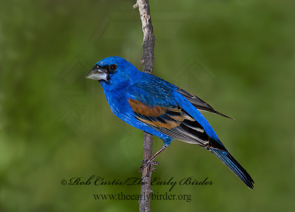 Guiraca caerulea  BLUE GROSBEAK 7006706z