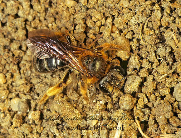 Andrena 175027z