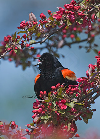 Agelaius phoeniceus  RED-WINGED BLACKBIRD 7014603z