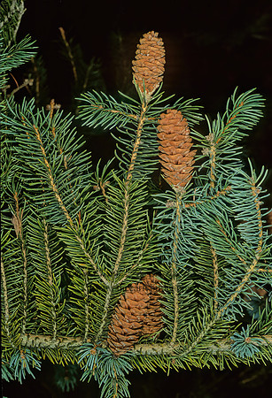 Picea glauca  WHITE SPRUCE 215227z