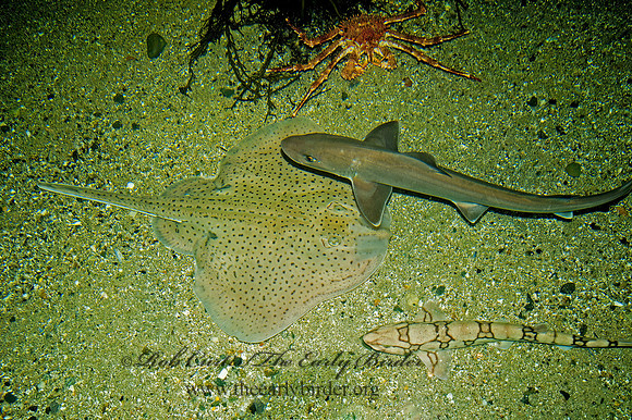 Mustelus canis  DUSKY SMOOTHHOUND 9031481z