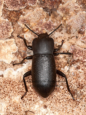 Scotobaenus parallelus  CENTRONOPINI DARKLING BEETLE 8036732z
