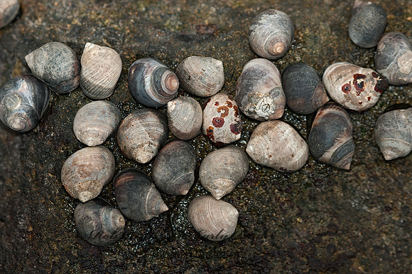 Littorina littorea  COMMON PERIWINKLE 3013682z