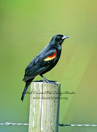 Agelaius phoeniceus  RED-WINGED BLACKBIRD 186701z