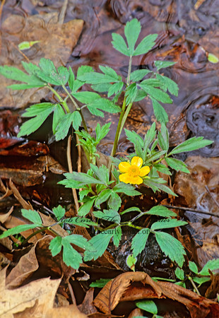 Ranunculus septentrionalis  SWAMP BUTTERCUP 279720z