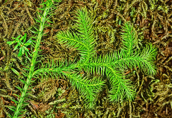 Lycopodium clavatum  RUNNING CLUB MOSS 230310z