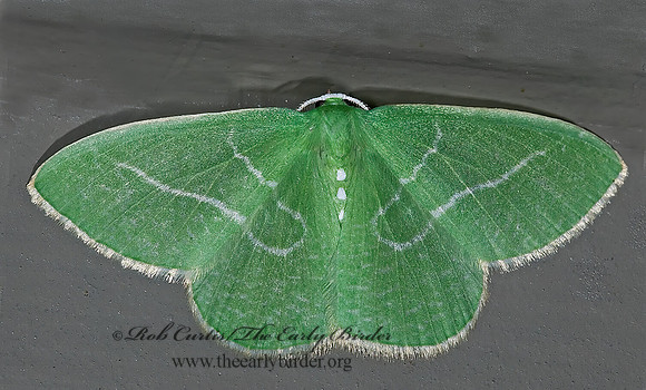 Nemoria unitaria  SINGLE-LINED EMERALD 6027659z