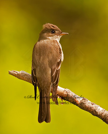 Contopus virens  EASTERN WOOD PEWEE 3002195z