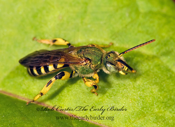 Agapostemon splendens 8017845 z