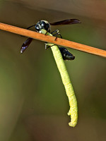 Eumenes fraternus POTTER WASP 9041896z