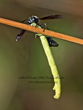 Eumenes fraternus  POTTER WASP 9041896z