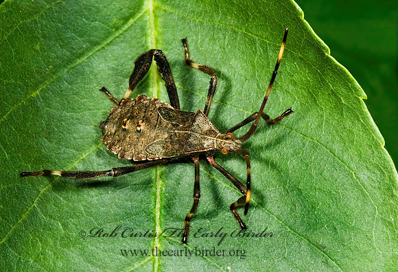 Acanthocephala terminalis 5013982 z