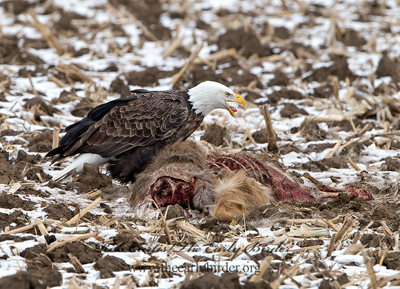 Haliaeetus leucocephalus  BALD EAGLE 9042506z