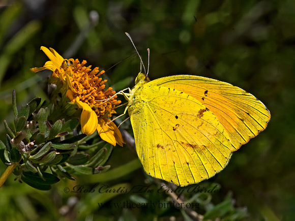 Eurema nicippe  SLEEPY ORANGE 3038804z