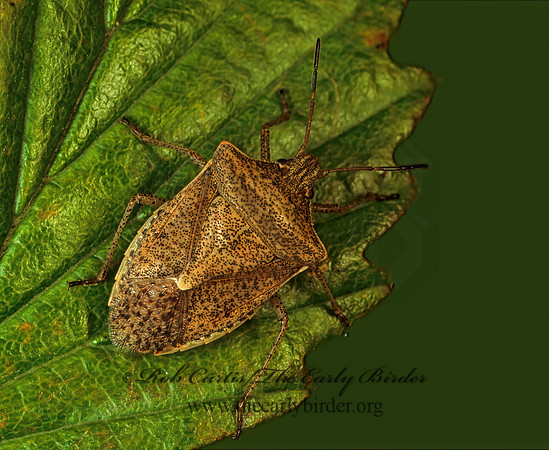 Euschistus varilarus  1-SPOTTED STINKBUG 116513z