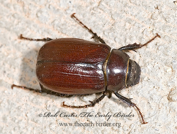 Diplotaxis brevicollis  MAY BEETLE 6027711z