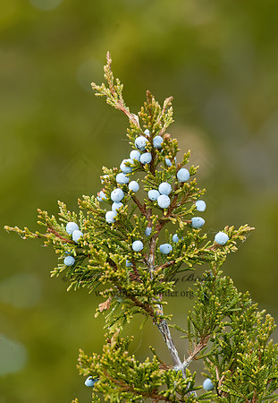 Juniperus virginiana  RED CEDAR 5016968z