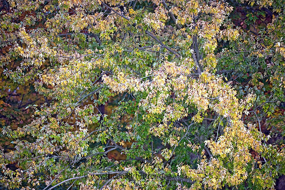 Edgerton area  FALL COLORS 8024266z