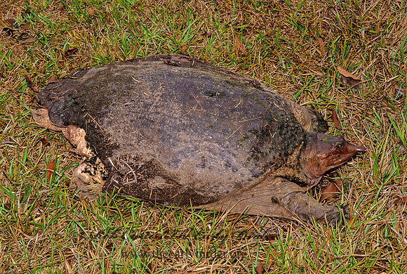 Apalone ferox  FLORIDA SOFTSHELL TURTLE 20820 z