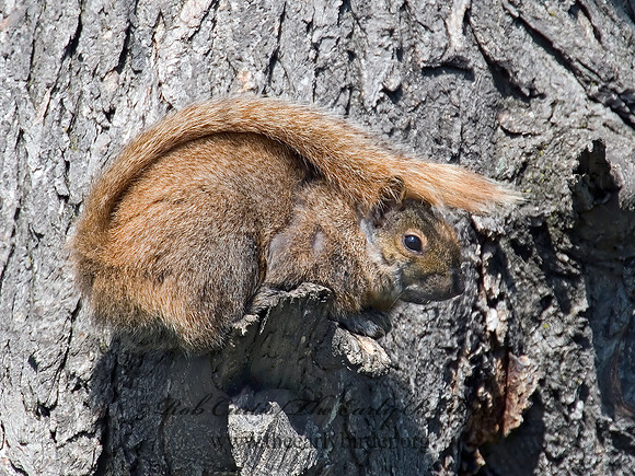 Sciurus niger  FOX SQUIRREL 7001783z