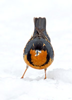 Ixoreus naevius VARIED THRUSH 9007233z