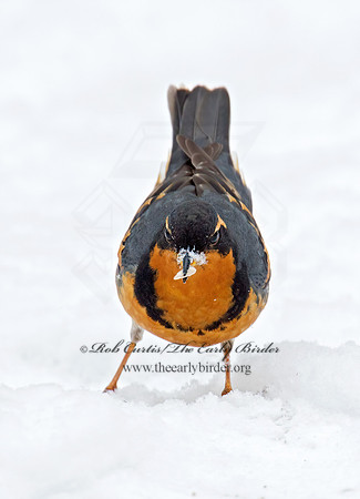 Ixoreus naevius  VARIED THRUSH 9007233z