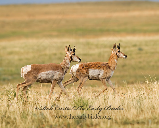 Antilocapra americana  PRONGHORN 6027879z