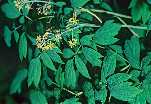 Caulophyllum thalictroides  BLUE COHOSH 265635z