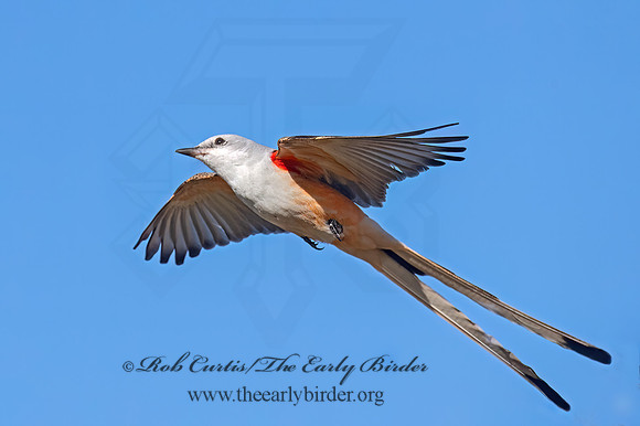 Tyrannus forficatus SCISSOR-TAILED FLYCATCHER 9091882z