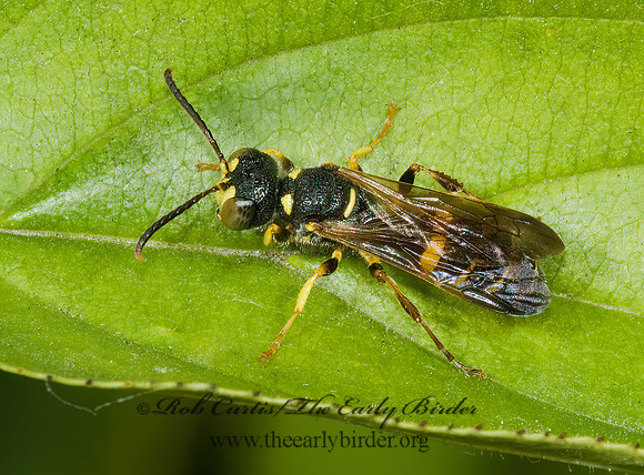 Cerceris  WEEVIL WASP 5010642z