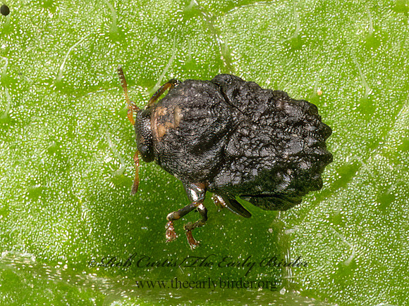 Exema dispar CASEBEARER LEAF BEETLE 9069262z