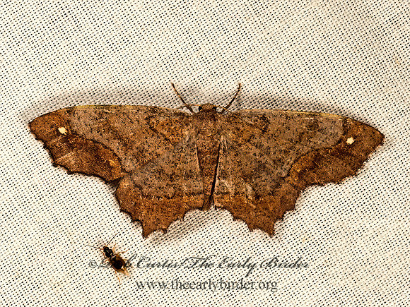 Hypagyrtis  BISTONINI GEOMETER 9048647z