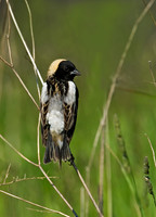 Dolichonyx oryzivorus BOBOLINK 8004314z