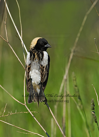 Dolichonyx oryzivorus  BOBOLINK 8004314z
