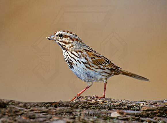 Melospiza melodia  SONG SPARROW 1280324z