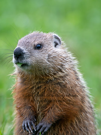 Marmota monax  WOODCHUCK 9035730z